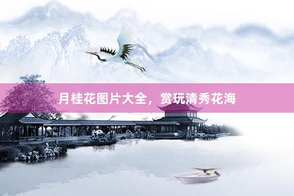 月桂花图片大全，赏玩清秀花海